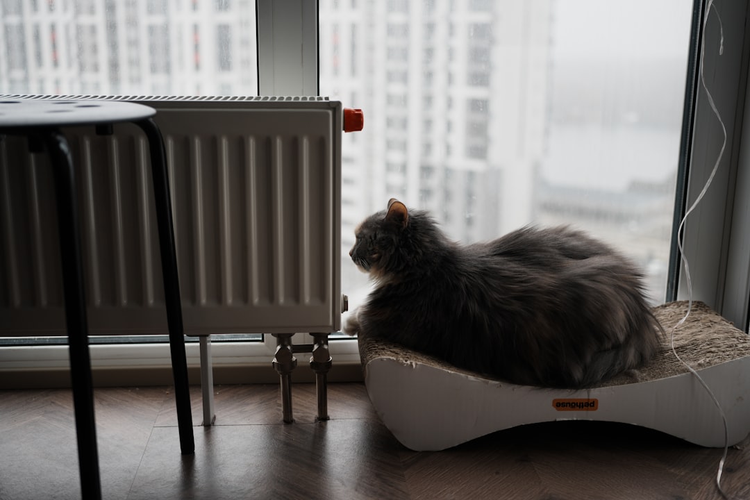 A fluffy grey cat sits by the window.